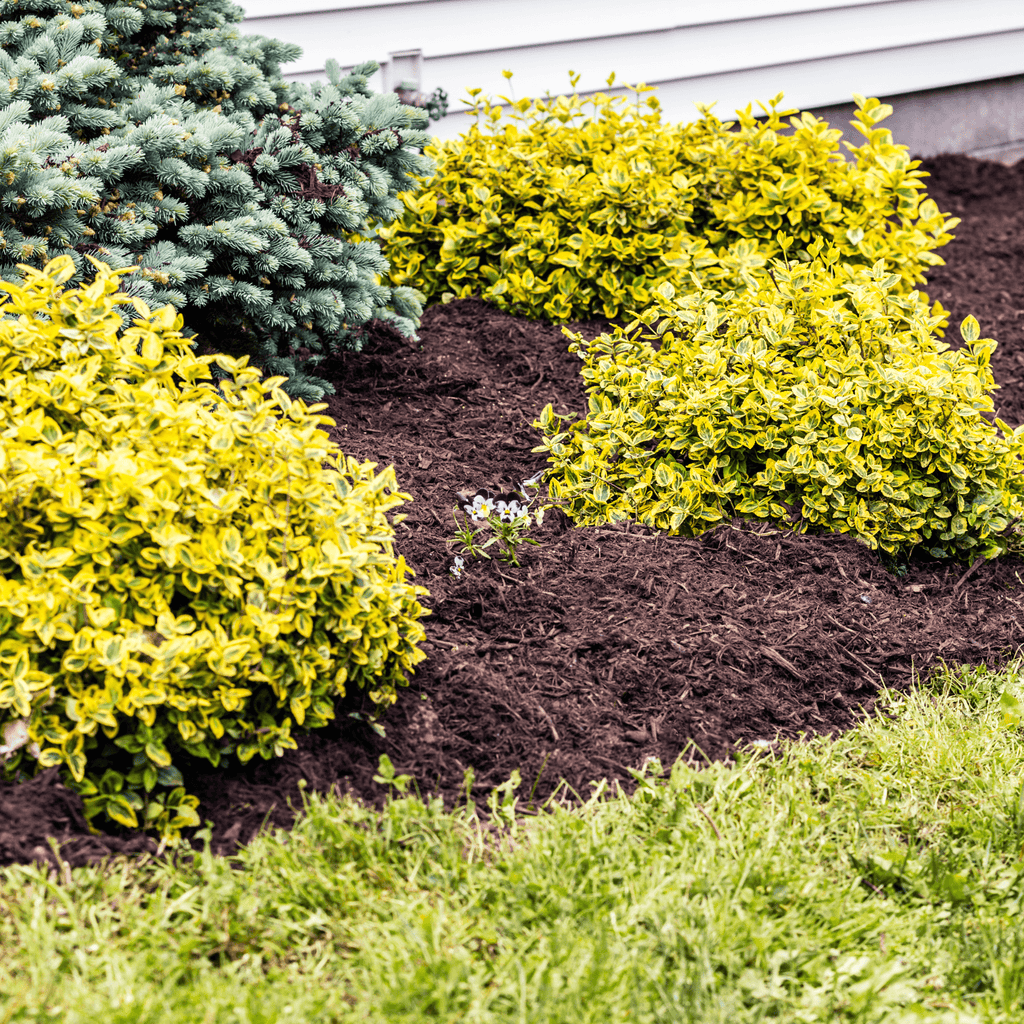 Springmix Compost Mulch | Manure-Rich Spring Garden Mulch