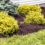 Springmix Compost Mulch | Manure-Rich Spring Garden Mulch