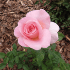 Bloom & Root® Rose Blend Topsoil | pH-Balanced for Roses