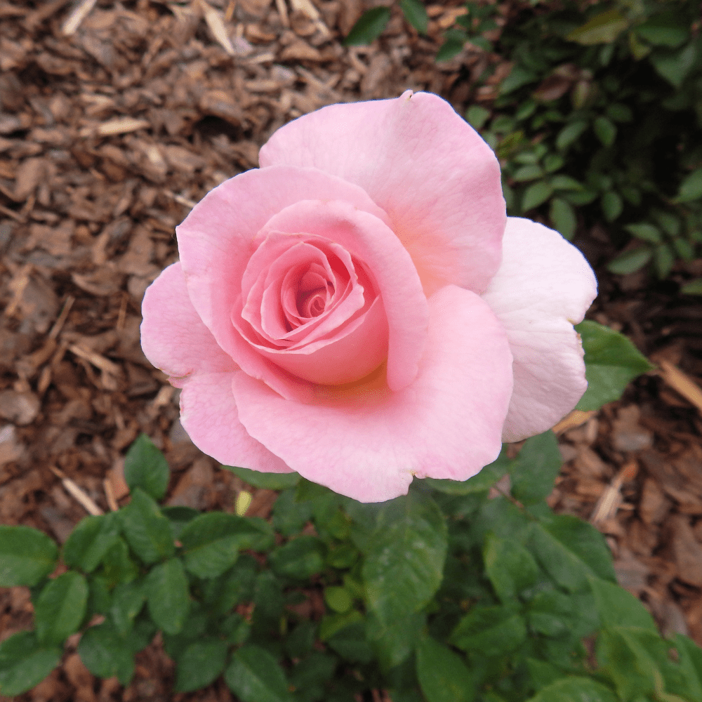 Bloom & Root® Rose Blend Topsoil | pH-Balanced for Roses
