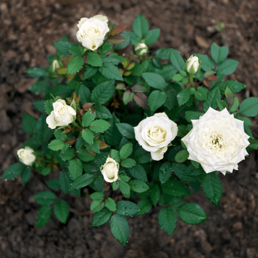 Bloom & Root® Rose Blend Topsoil | pH-Balanced for Roses