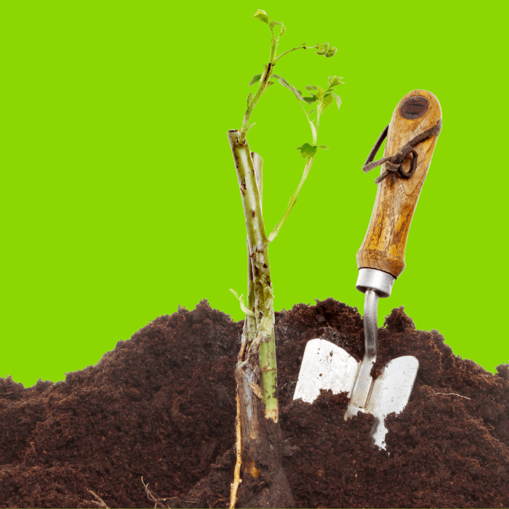 Bloom & Root® Rose Blend Topsoil | pH-Balanced for Roses
