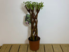 Salix Hybrid Americana Living Braided Willow Tree Sculpture 50cm, 15cm pot (50-07)