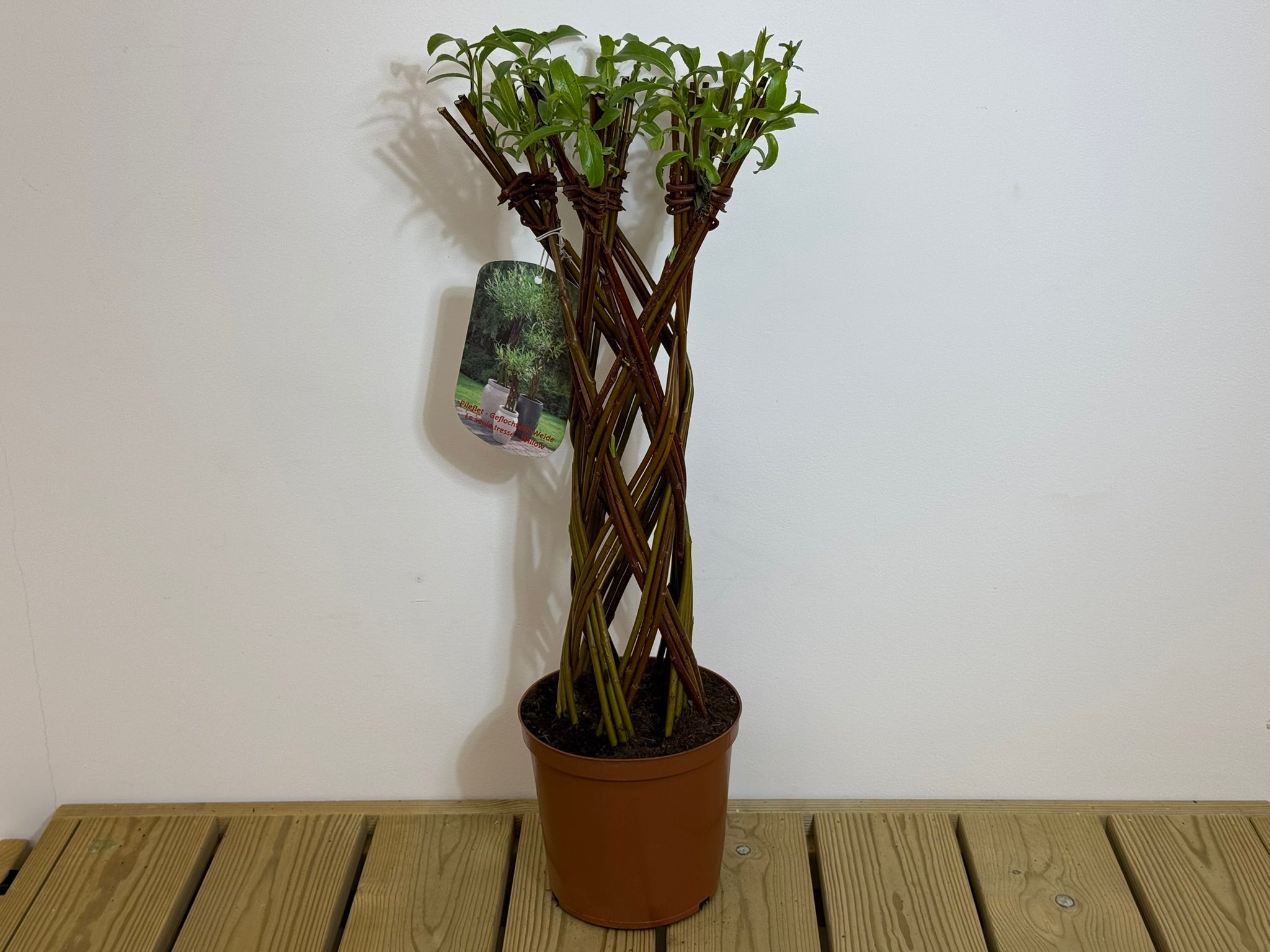 Salix Hybrid Americana Living Braided Willow Tree Sculpture 50cm, 15cm pot (50-07)