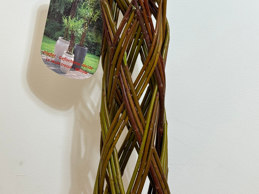 Salix Hybrid Americana Living Braided Willow Tree Sculpture 50cm, 15cm pot (50-07)