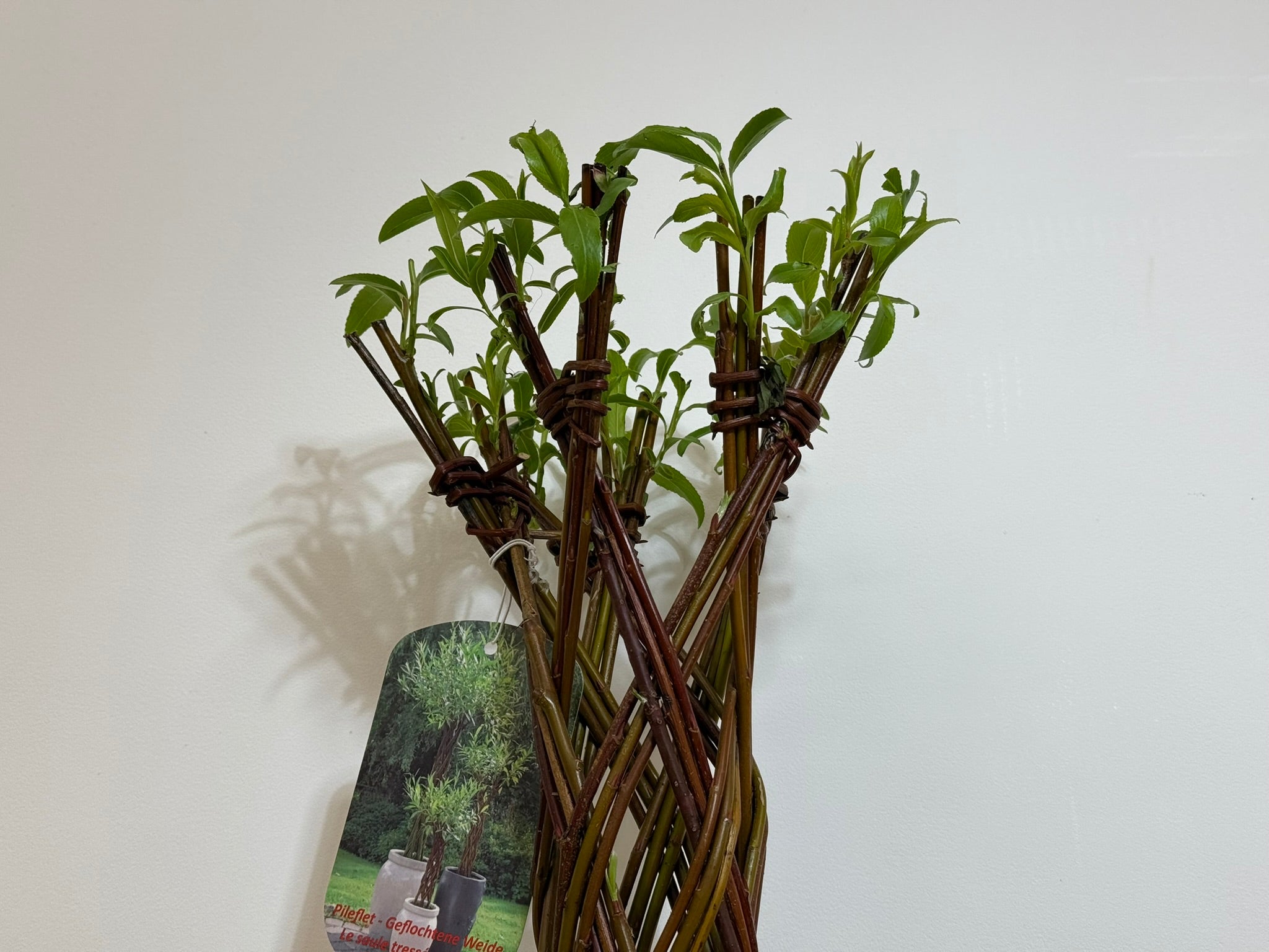 Salix Hybrid Americana Living Braided Willow Tree Sculpture 50cm, 15cm pot (50-07)