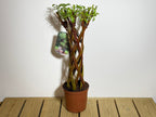Salix Hybrid Americana Living Braided Willow Tree Sculpture 50cm, 15cm pot (50-07)