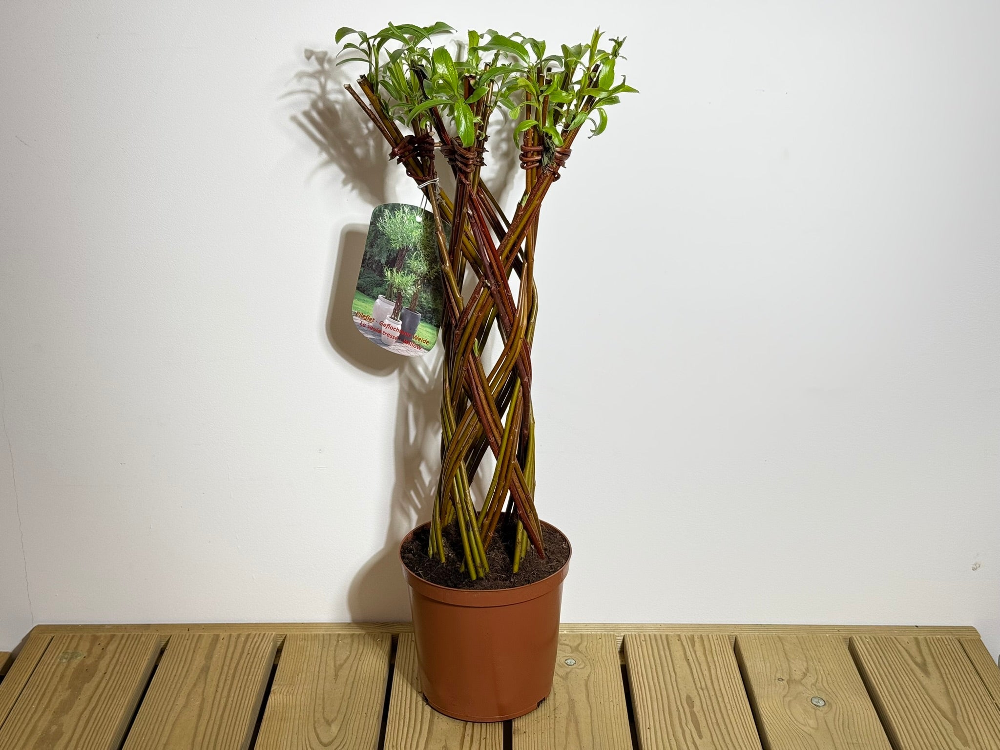 Salix Hybrid Americana Living Braided Willow Tree Sculpture 50cm, 15cm pot (50-07)