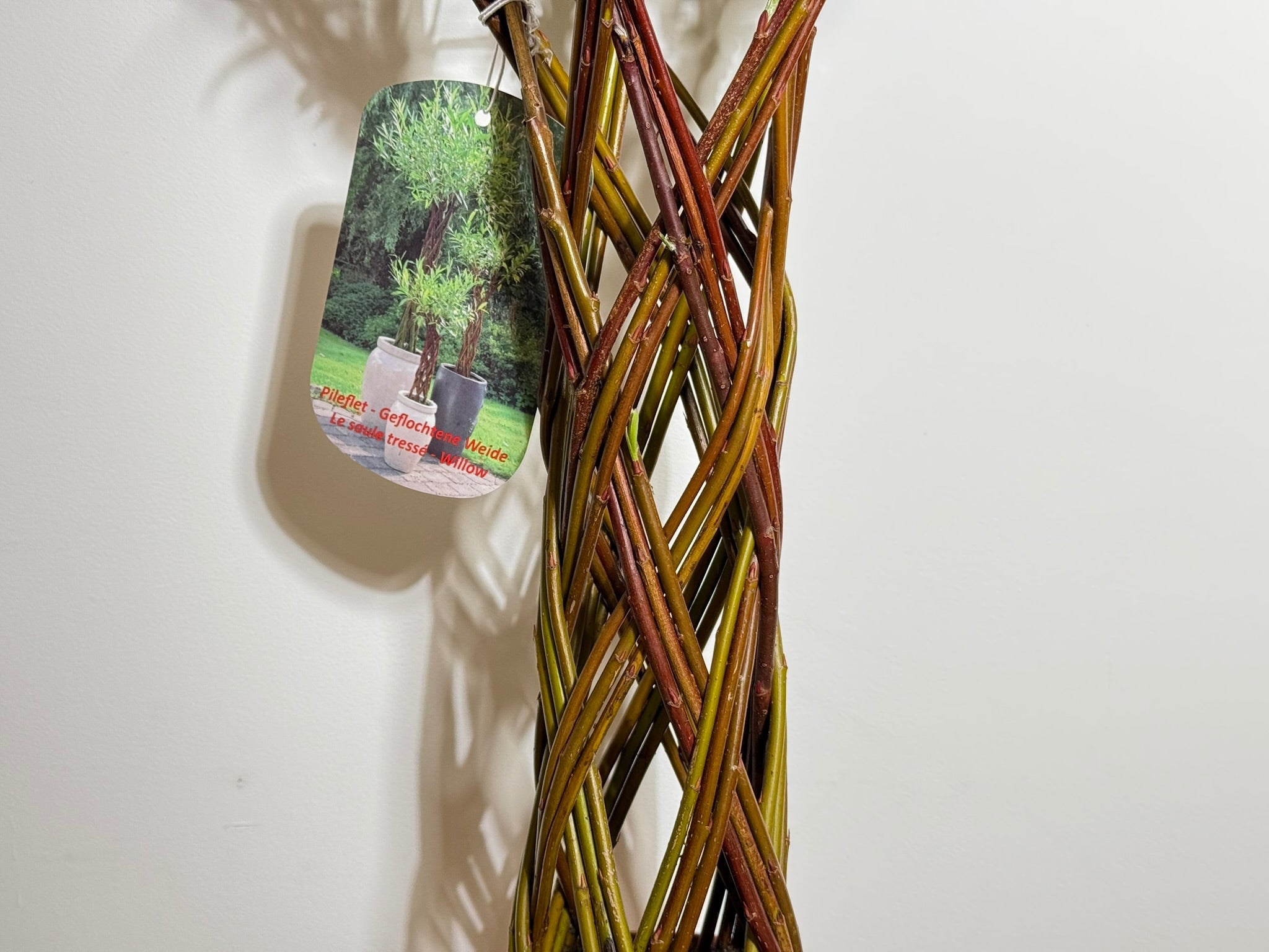 Salix Hybrid Americana Living Braided Willow Tree Sculpture 50cm, 15cm pot (50-07)