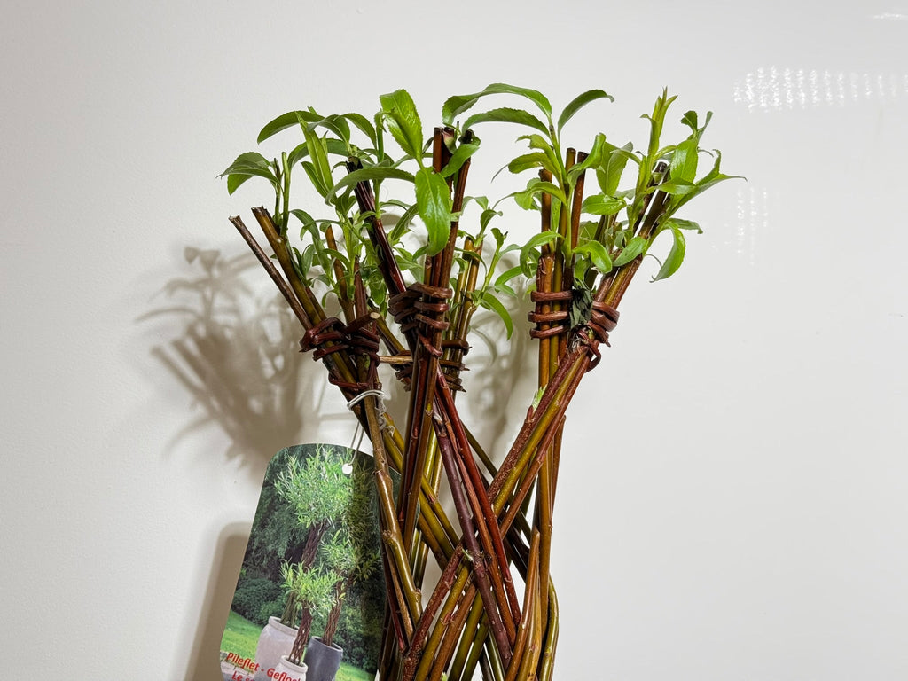 Salix Hybrid Americana Living Braided Willow Tree Sculpture 50cm, 15cm pot (50-07)
