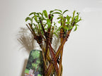 Salix Hybrid Americana Living Braided Willow Tree Sculpture 50cm, 15cm pot (50-07)