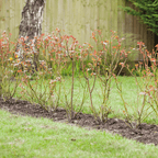 Bloom & Root® Rose Blend Topsoil | pH-Balanced for Roses