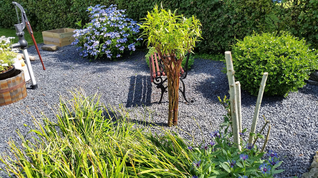 Salix Hybrid Americana Living Braided Willow Tree Sculpture 50cm, 15cm pot (50-07)