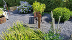 Salix Hybrid Americana Living Braided Willow Tree Sculpture 50cm, 15cm pot (50-07)