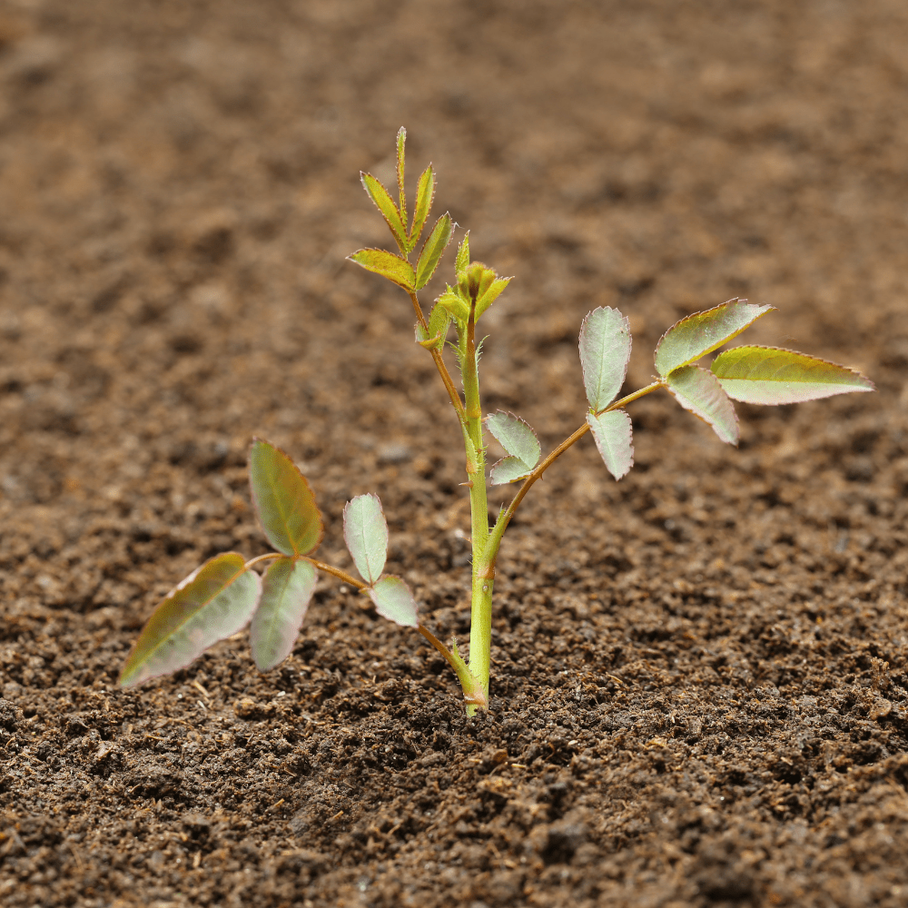 Bloom & Root® Rose Blend Topsoil | pH-Balanced for Roses