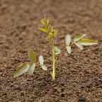 Bloom & Root® Rose Blend Topsoil | pH-Balanced for Roses