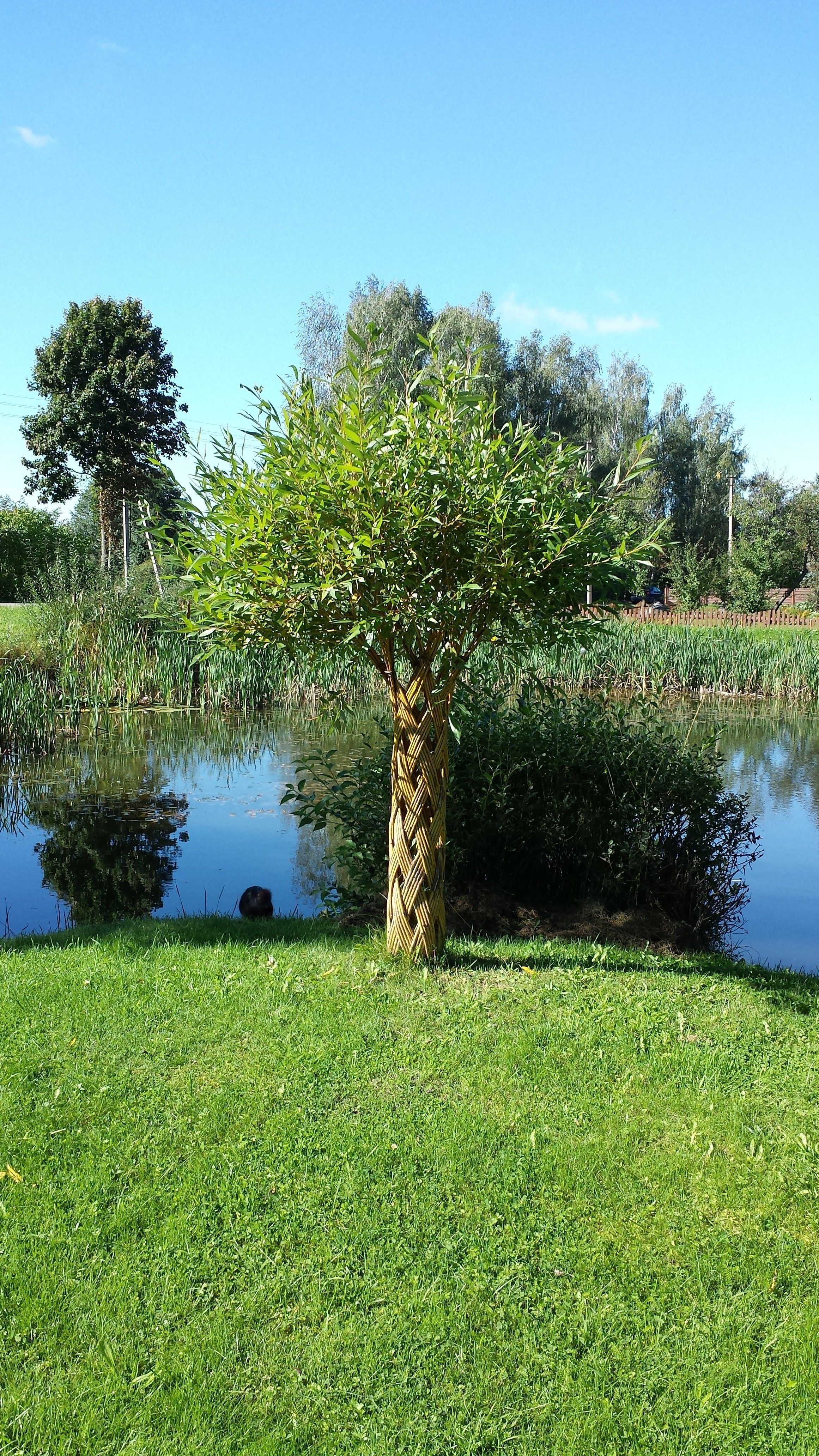 Salix Hybrid Americana Living Braided Willow Tree Sculpture 50cm, 15cm pot (50-07)