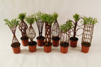 Salix Hybrid Americana Living Braided Willow Tree Sculpture 50cm, 15cm pot (50-07)