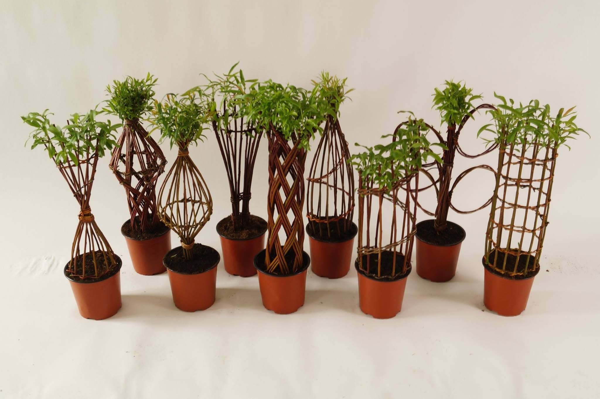 Salix Hybrid Americana Living Braided Willow Tree Sculpture 50cm, 15cm pot (50-07)