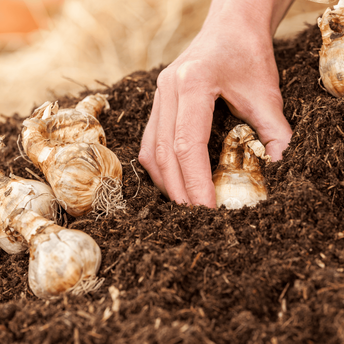 AutumnMix Compost Mulch | Autumn Planting Mix with 6-Month Feed