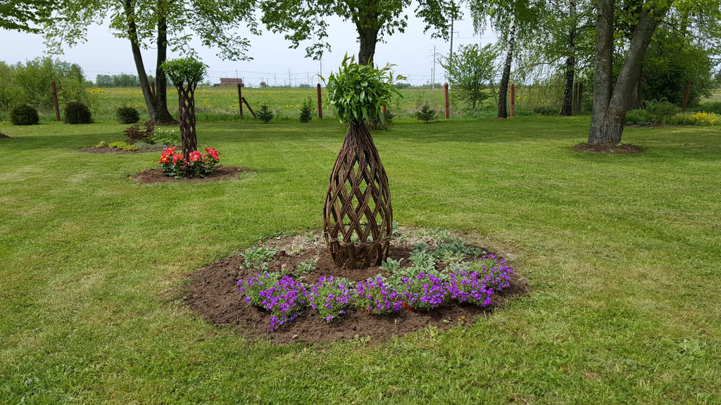 Salix Hybrid Americana Living Braided Willow Tree Sculpture 50cm, 15cm pot (50-07)