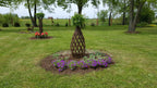 Salix Hybrid Americana Living Braided Willow Tree Sculpture 50cm, 15cm pot (50-07)