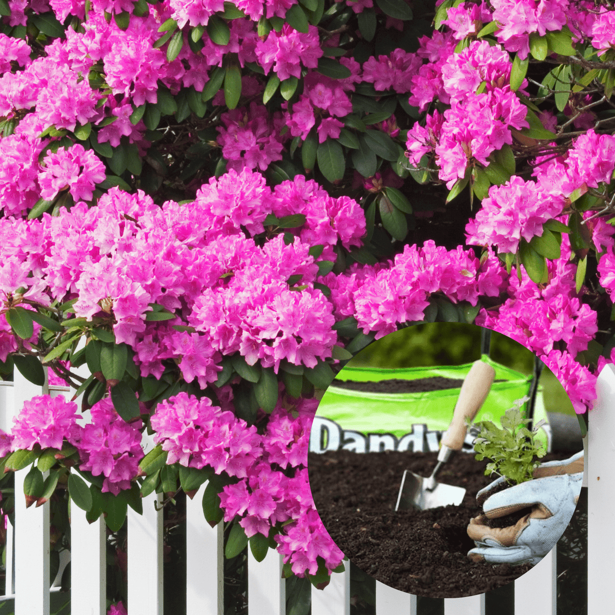 Ericaceous Welsh Topsoil | For Acid-Loving Plants