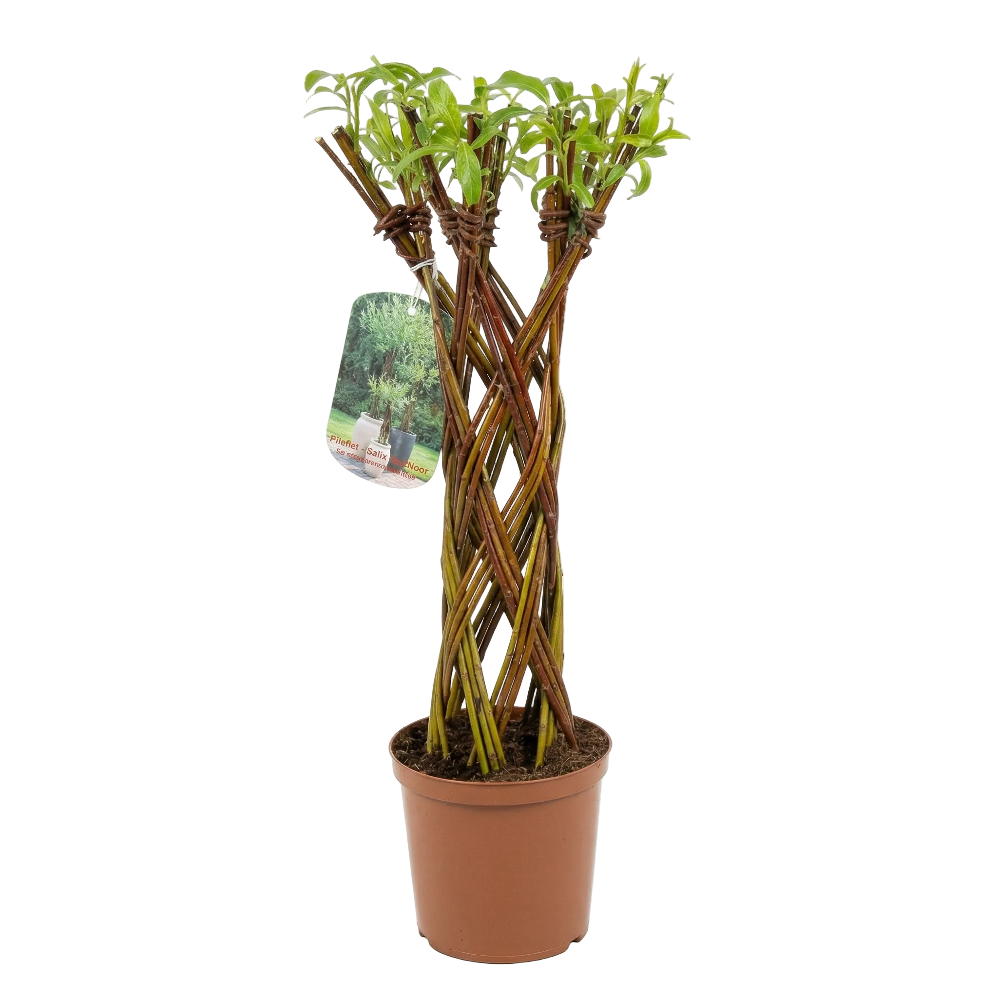 Salix Hybrid Americana Living Braided Willow Tree Sculpture 50cm