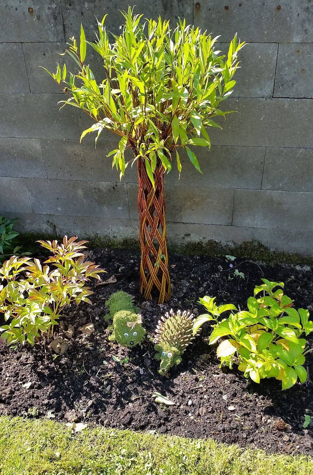 Salix Hybrid Americana Living Braided Willow Tree Sculpture 50cm, 15cm pot (50-07)