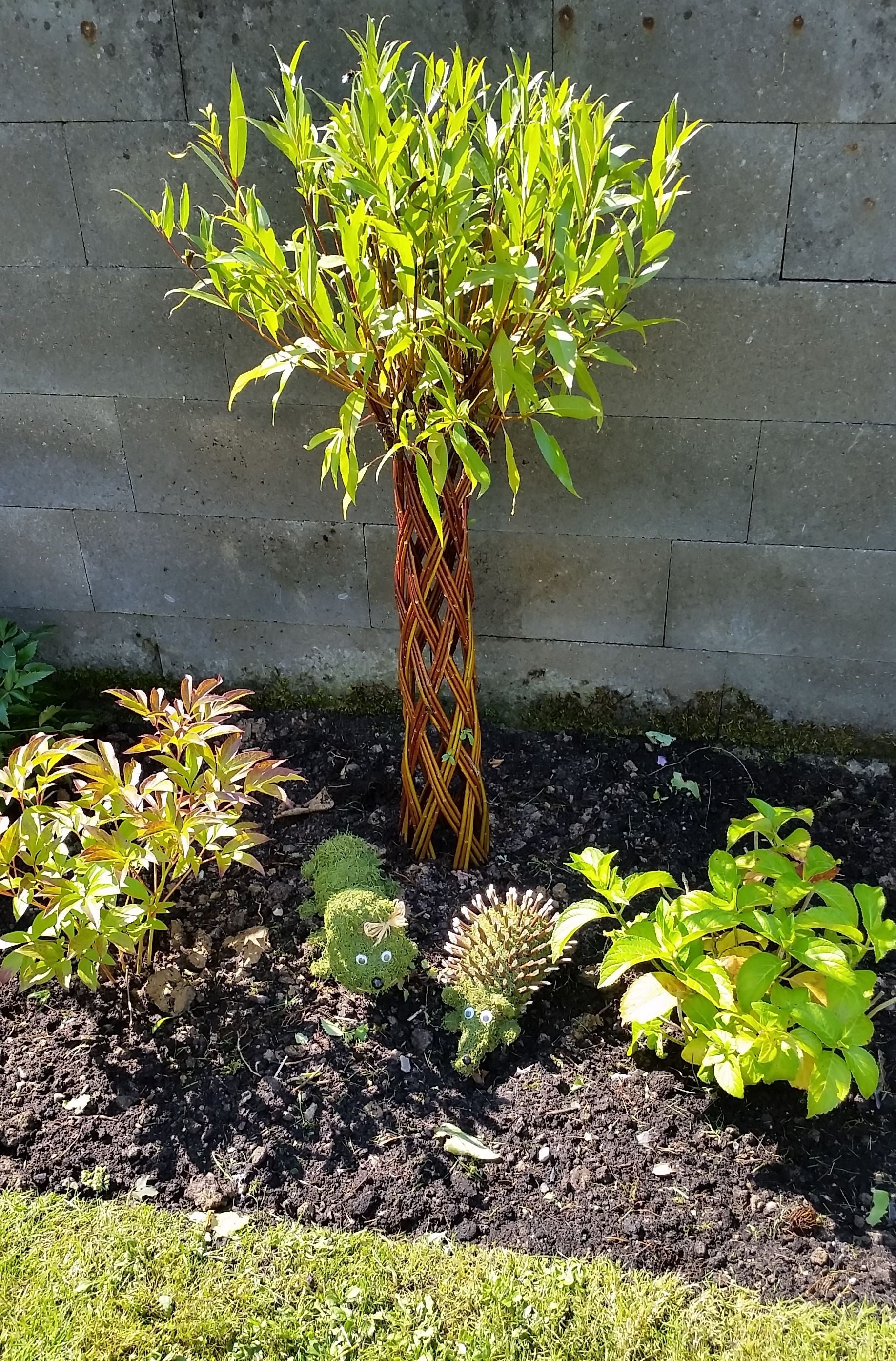 Salix Hybrid Americana Living Braided Willow Tree Sculpture 50cm, 15cm pot (50-07)