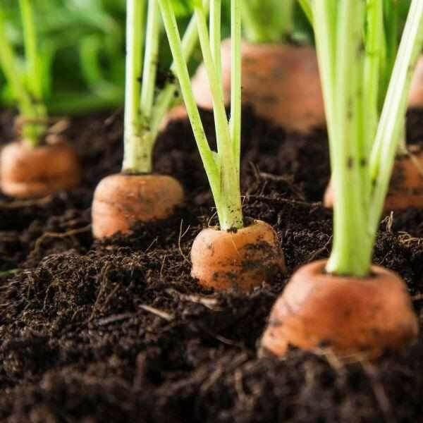 Allotment Starter Pack | Topsoil, Compost, Grit & Membrane