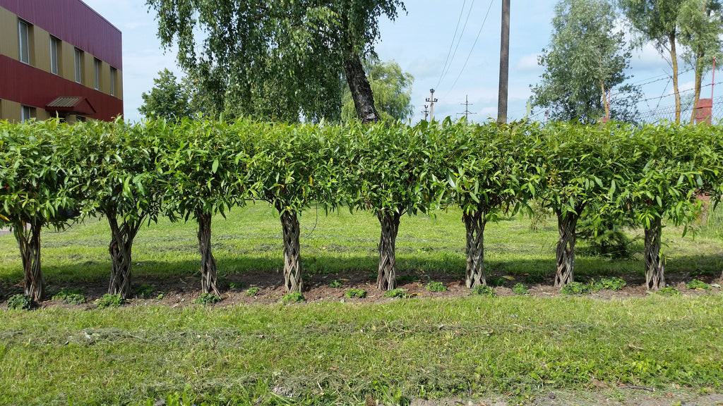 Salix Hybrid Americana Living Braided Willow Tree Sculpture 50cm, 15cm pot (50-07)