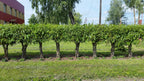 Salix Hybrid Americana Living Braided Willow Tree Sculpture 50cm, 15cm pot (50-07)