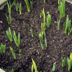 Composted Mulch Bark Fines | Soil Conditioner for Clay Soils