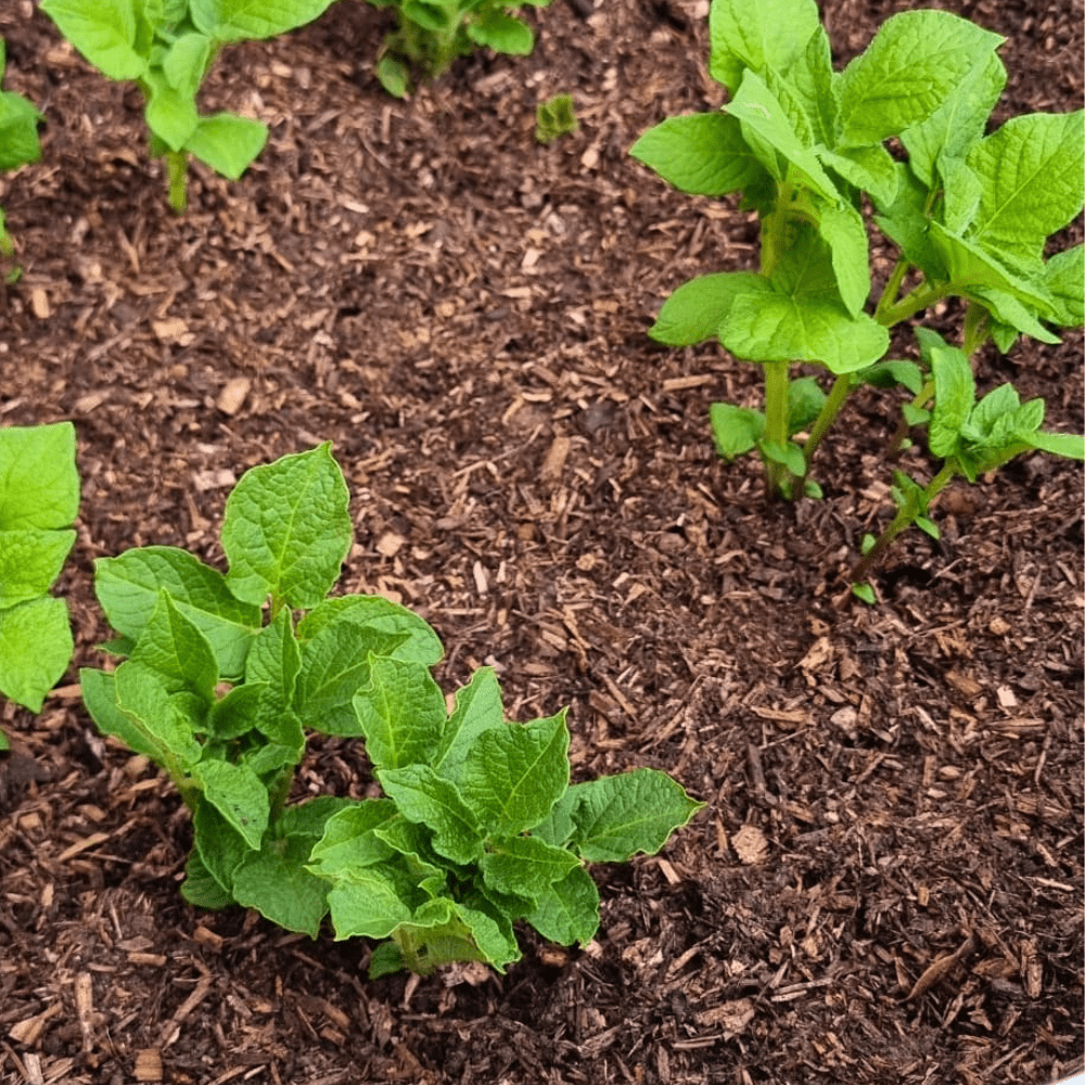Composted Mulch Bark Fines | Soil Conditioner for Clay Soils
