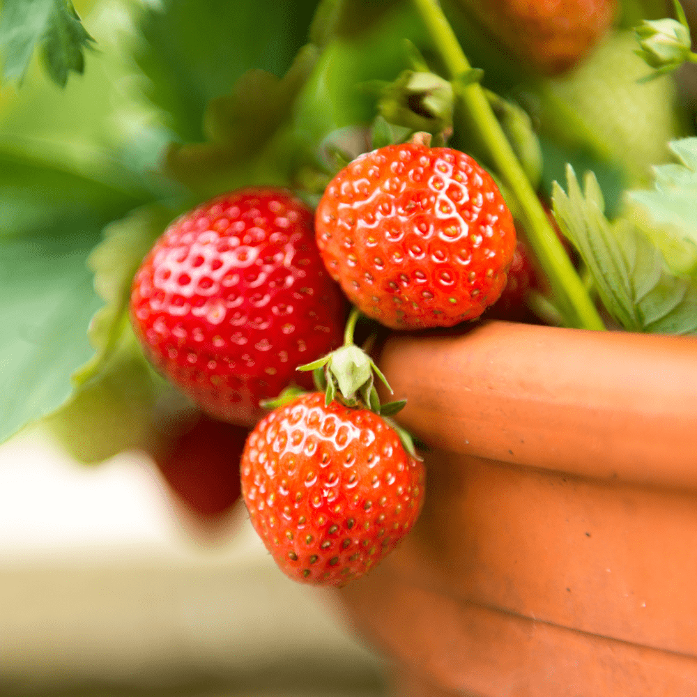 FruitBoost Welsh Topsoil | For Fruit, Herbs & Crops