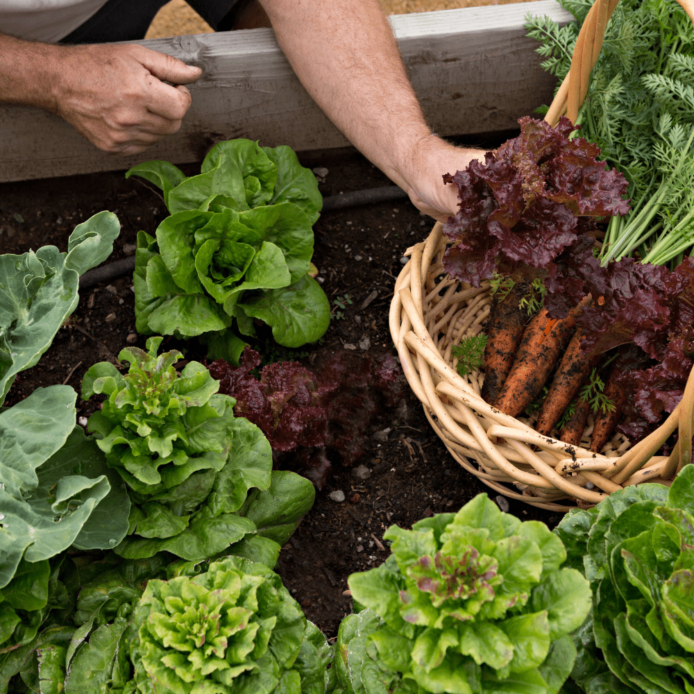 Allotment Starter Pack | Topsoil, Compost, Grit & Membrane