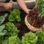 VegeGrow® Welsh Topsoil | Peat-Free Topsoil for Vegetables