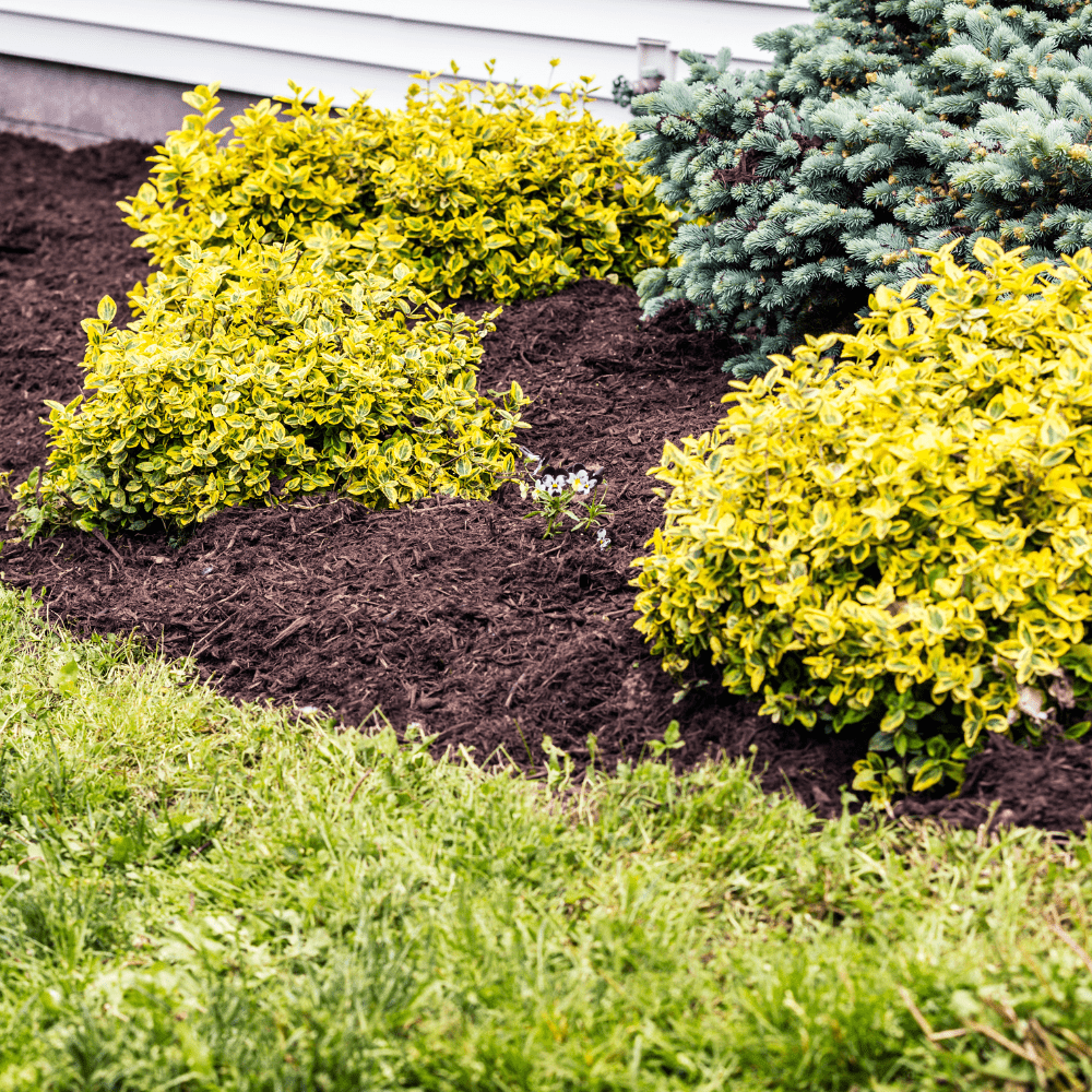Wintermix Compost Mulch | Autumn & Winter Garden Mulch