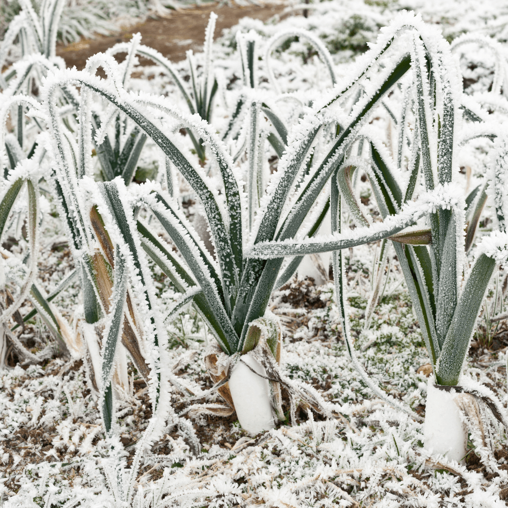 Wintermix Compost Mulch | Autumn & Winter Garden Mulch