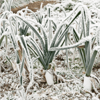 Wintermix Compost Mulch | Autumn & Winter Garden Mulch