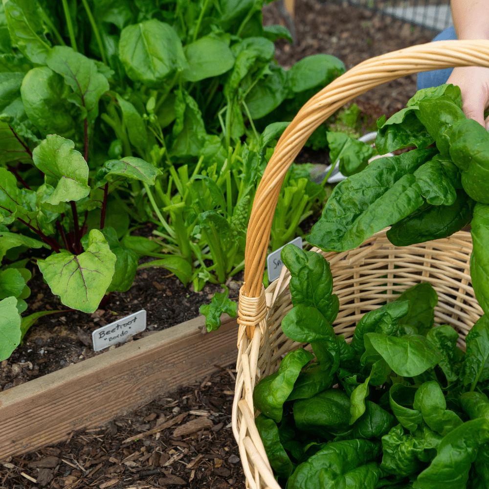 Wintermix Compost Mulch | Autumn & Winter Garden Mulch
