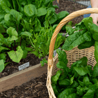 Wintermix Compost Mulch | Autumn & Winter Garden Mulch